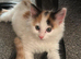 Two stunning kittens brother and sister