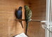 Black face budgies