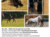 Top Middleweight Partbred ID Hunter Foal