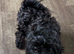 Little mix breed male