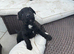 1 adorable Patterdale left