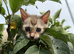Pure Snow Lynx Bengal Kitten, Ready Now!