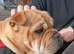 Frenchie pei french bulldog cross sharpei