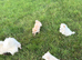 Pomeranian puppies