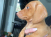 Boy mini dachshund