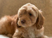 Apricot Cockapoo's