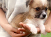 Beautiful puppies for sale