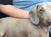 3 Year Old Miniature Dachshund For Rehome
