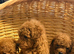 Toy Poodle