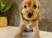 KC registered Show Cocker Spaniels