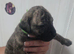 American bulldog pups ready for their forever home