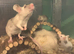 fancy mice for sale