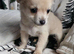 Beautiful Long-Haired Chihuahua Puppies ️ KC Registered - 3 Girls & 1 Boy