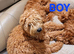 Beautiful CockerSpanial X Poodle pups