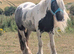 6 year old project mare