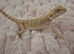 100%Het Hypo baby Bearded Dragons
