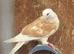 Saddle racing pigeons for sale