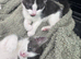 Last 2 male kittens