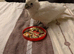 Baby 13 weeks parrot cockatoo