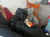 Crossbreed lab crossed collie