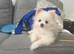 Rehoming my two beautiful Pomeranians girls