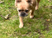 Affectionate KC Registered French Bulldog Girl