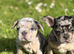 French bulldog boys and girls