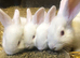 New Zealand rabbits