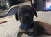 6 puppies ready from 24th October