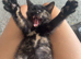 KITTEN FOR SALE