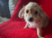 Chihuahua x Toy poodle
