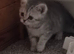 Pedigree British Shorthair kittens