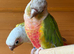Proven pair pineapple green cheek