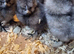 Silkie chicks. Unsexed.