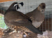 Californian quail pair