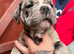 Stunning Pocket Bully Puppies | Rare & Exotic Colours | Beautiful Litter
