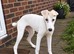 3/4 Saluki bitch pup from perfect bloodlines