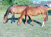 Chestnut mare for part loan