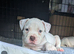 Johnson American Bulldogs