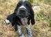 Show type cocker spaniel puppies
