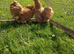 2 Buff Pekin pullets