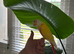 Handreared talking  lutino conure for sale