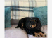 Spaniel pups