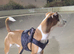 Jack russel cross