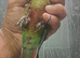Green cheeky conure