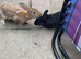 brown rex rabbit