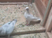 Cock birds for sale