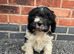 Cavapoo