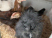 Silkie growers - grey / paint