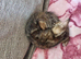 4 male kittens